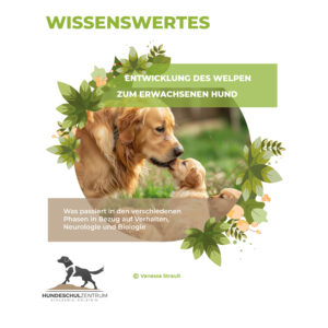 Entwicklung vom Welpen zum Erwachsenen Hund