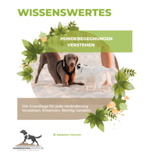 Hundebegegnungen verstehen