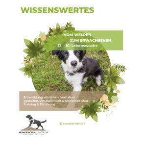 Welpenentwicklung 12. - 16. Lebenswoche