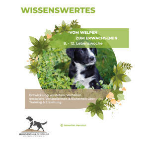 Welpenentwicklung 8. - 12. Lebenswoche